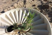 Ươm cây không cần tưới nước