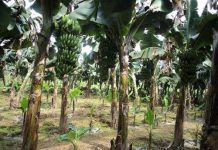 Nhân giống chuối tiêu hồng bằng công nghệ nuôi cấy mô