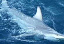 Cá mập biến đổi gene tung tăng trên Thái Bình Dương Cá mập biến đổi gene tung tăng trên Thái Bình Dương