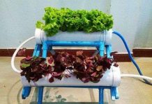 Sinh viên với dự án trồng rau không cần đất