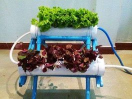 Sinh viên với dự án trồng rau không cần đất