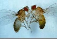 Giao phối đồng giới ở ruồi giấm