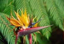 Vĩnh Phúc: Trồng thử thành công hoa Thiên điểu