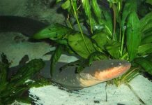 Phát hiện mới về khả năng khống chế con mồi từ xa của lươn điện