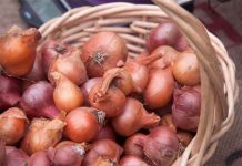 Mẹo trồng hành lá cực nhanh mà nhàn không cần đất, tha hồ hái mỏi tay Mẹo trồng hành lá cực nhanh mà nhàn không cần đất, tha hồ hái mỏi tay