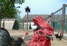 Tìm ra bí mật của gà cổ rắn