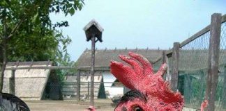 Tìm ra bí mật của gà cổ rắn