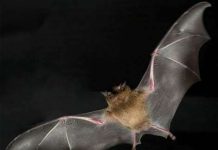 Những chiến binh động vật hàng đầu trong chiến tranh (I)