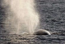 Tiếng ồn của tàu làm cá voi “đau đầu”