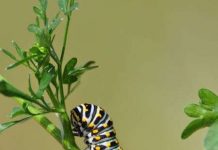 Côn trùng: nạn nhân bị bỏ quên của biến đổi khí hậu