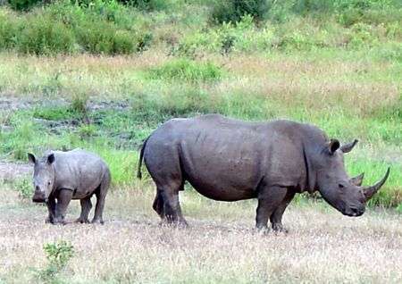 Nam Phi tẩm độc vào sừng tê giác