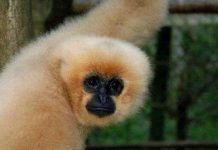 Phát hiện loài vượn hiếm ở Đông Dương