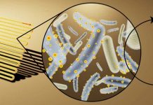 Vi khuẩn này sẽ là nguồn năng lượng mới của thế giới