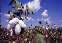 Ấn Độ: Năng suất bông biến đổi gene bị cường điệu