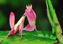 Ai bảo côn trùng là xấu xí Ai bảo côn trùng là xấu xí