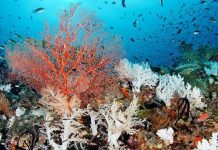 5 sự kiện chứng minh đại dương đang chuyển mình theo hướng con người không thể hiểu