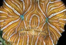 Loài cá kỳ lạ có mắt giống chúng ta Loài cá kỳ lạ có mắt giống chúng ta