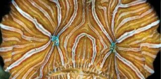 Loài cá kỳ lạ có mắt giống chúng ta