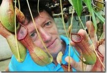 Cây ăn thịt chuột