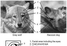 Chó giao tiếp với nhau bằng mắt