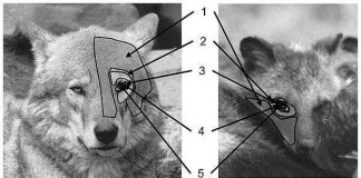 Chó giao tiếp với nhau bằng mắt