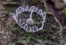 Giải đáp cấu trúc bí ẩn trong rừng Amazon