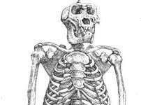 Chân ngắn giúp đánh nhau tốt hơn Chân ngắn giúp đánh nhau tốt hơn