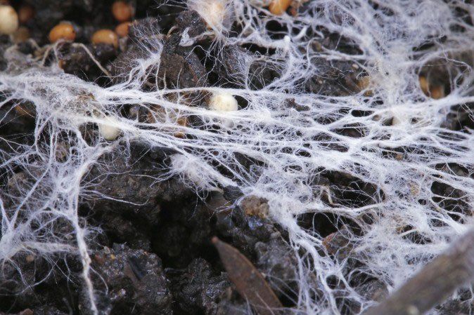 Nấm - loài duy nhất bảo vệ trái đất trước rác thải rắn độc hại