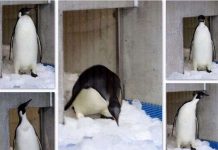 Đưa chim cánh cụt Hoàng đế về quê hương