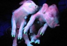 Heo con phát sáng ở Trung Quốc