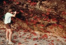 Bí mật đằng sau cuộc di cư vĩ đại của cua đỏ