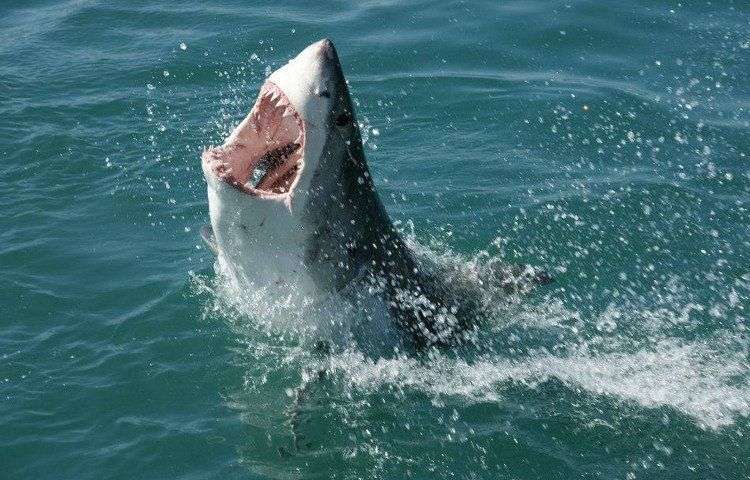 Dự án biến cá mập thành ngư lôi sống của Hải quân Mỹ