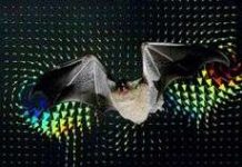 Dơi bay khác loài chim như thế nào?