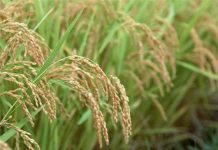 Thái Lan phát triển giống lúa thơm kháng sâu bọ, hạn hán