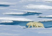 Băng ở Bắc Băng Dương "sắp biến mất"