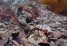 "Thành phố bạch tuộc" dưới đáy biển Australia