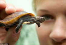 Rùa hiếm của Việt Nam ra đời tại Anh Rùa hiếm của Việt Nam ra đời tại Anh