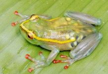 Tìm thấy 5 loại ếch kì dị Tìm thấy 5 loại ếch kì dị