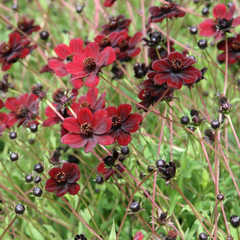 Chiêm ngưỡng vẻ đẹp của loài hoa đã tuyệt chủng ở môi trường tự nhiên