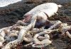Mực khổng lồ trôi dạt bờ biển New Zealand