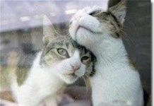 Âm nhạc chữa được bệnh cho động vật Âm nhạc chữa được bệnh cho động vật