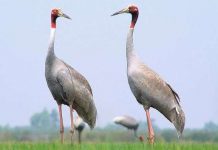 Sếu đầu đỏ lại trở về sinh sống trên đất Kiên Giang Sếu đầu đỏ lại trở về sinh sống trên đất Kiên Giang