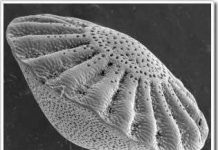 Liệu bí ẩn của những dải băng Nam Cực đã được giải đáp?