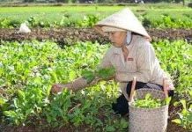 Mô hình sản xuất nông sản bằng phân hữu cơ vi sinh Mô hình sản xuất nông sản bằng phân hữu cơ vi sinh