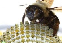 Camera dựa trên mắt côn trùng