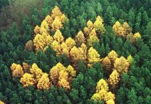 Biểu tượng phát xít bí ẩn trong khu rừng Đức