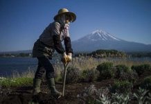 Nhật Bản dùng robot thay nông dân già để đảm bảo lương thực Nhật Bản dùng robot thay nông dân già để đảm bảo lương thực