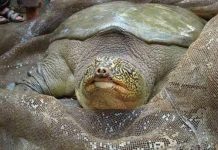 Định danh khoa học cho cụ Rùa: Lê Lợi hay Việt Nam? Định danh khoa học cho cụ Rùa: Lê Lợi hay Việt Nam?