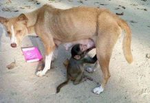 Chó trở thành "sao" vì nuôi khỉ