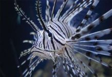 Cá sư tử đe dọa Đại Tây Dương